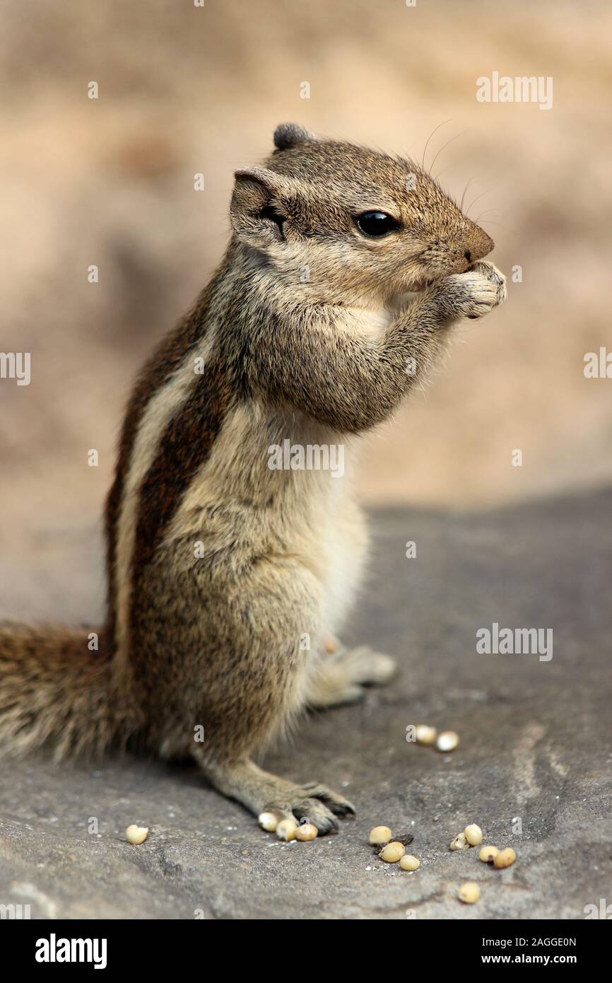 Northern Palm Squirrel (Funambulus pennantii) a.k.a. Five-striped Palm Squirrel Stock Photo