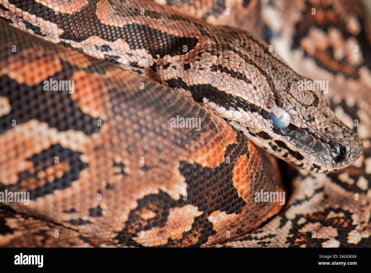 A snakelet of Dumeril's boa (Acrantophis dumerili) is seen in the ...