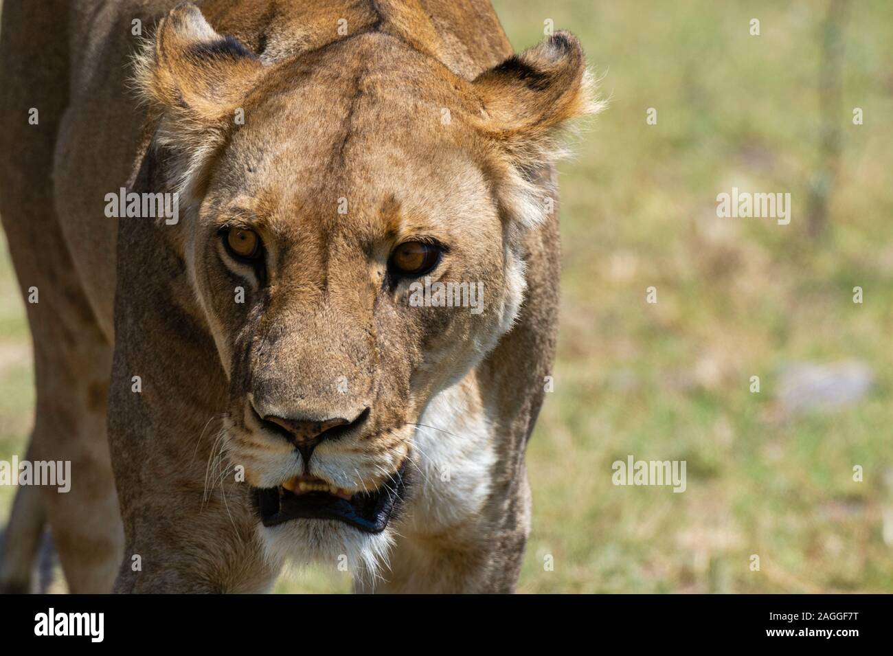 Lioness (Panthera leo), Khwai Concession, Okavango Delta, Botswana Stock Photo