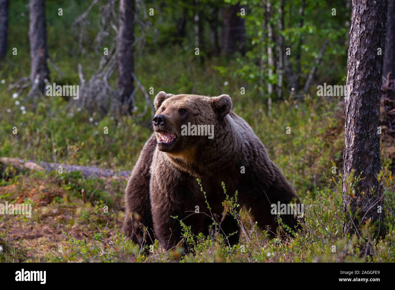 European brown bear (Ursus arctos) walking in forest, Kuhmo, Finland Stock Photo