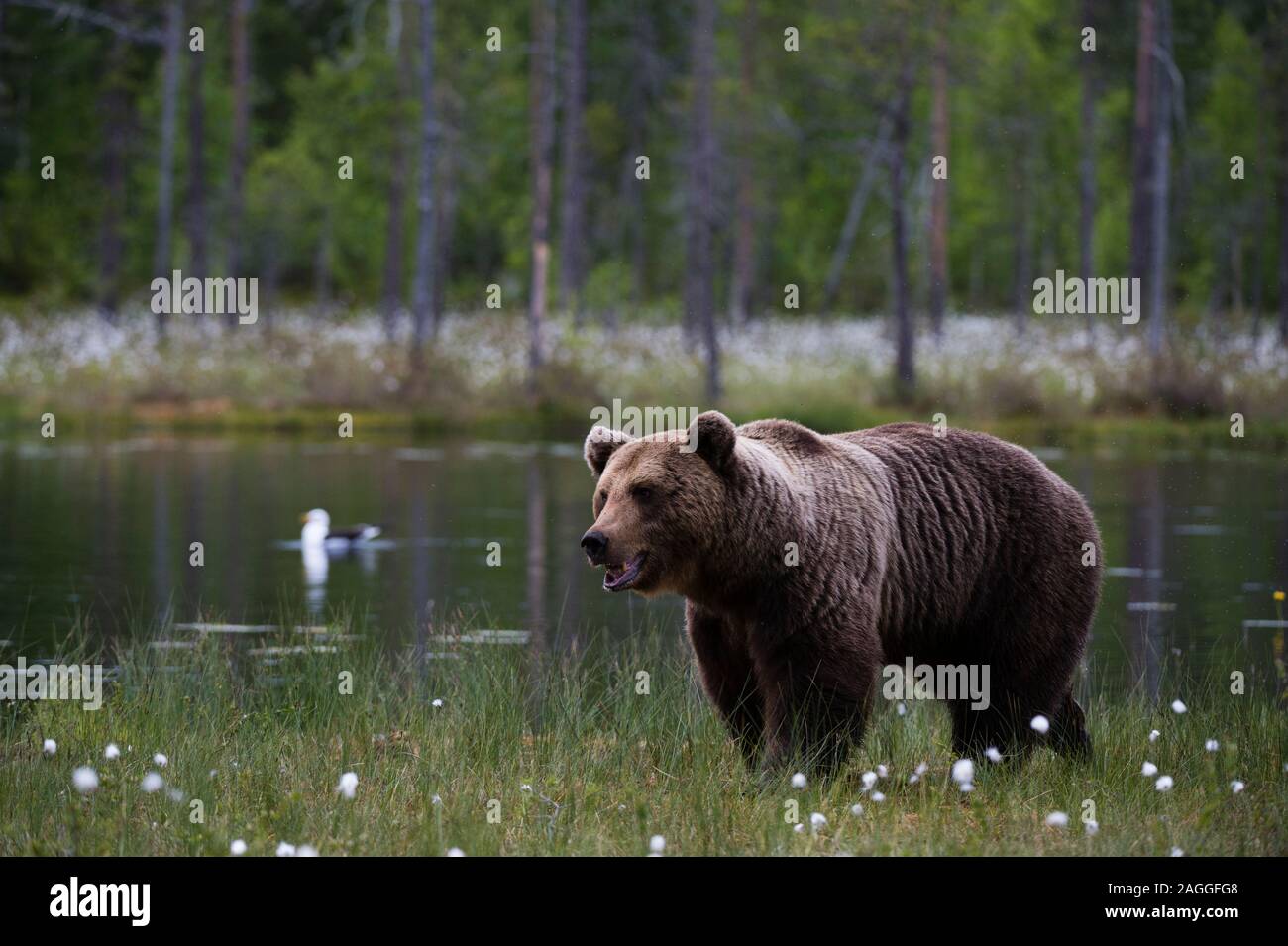 European brown bear (Ursus arctos) walking along lake shore, Kuhmo, Finland Stock Photo