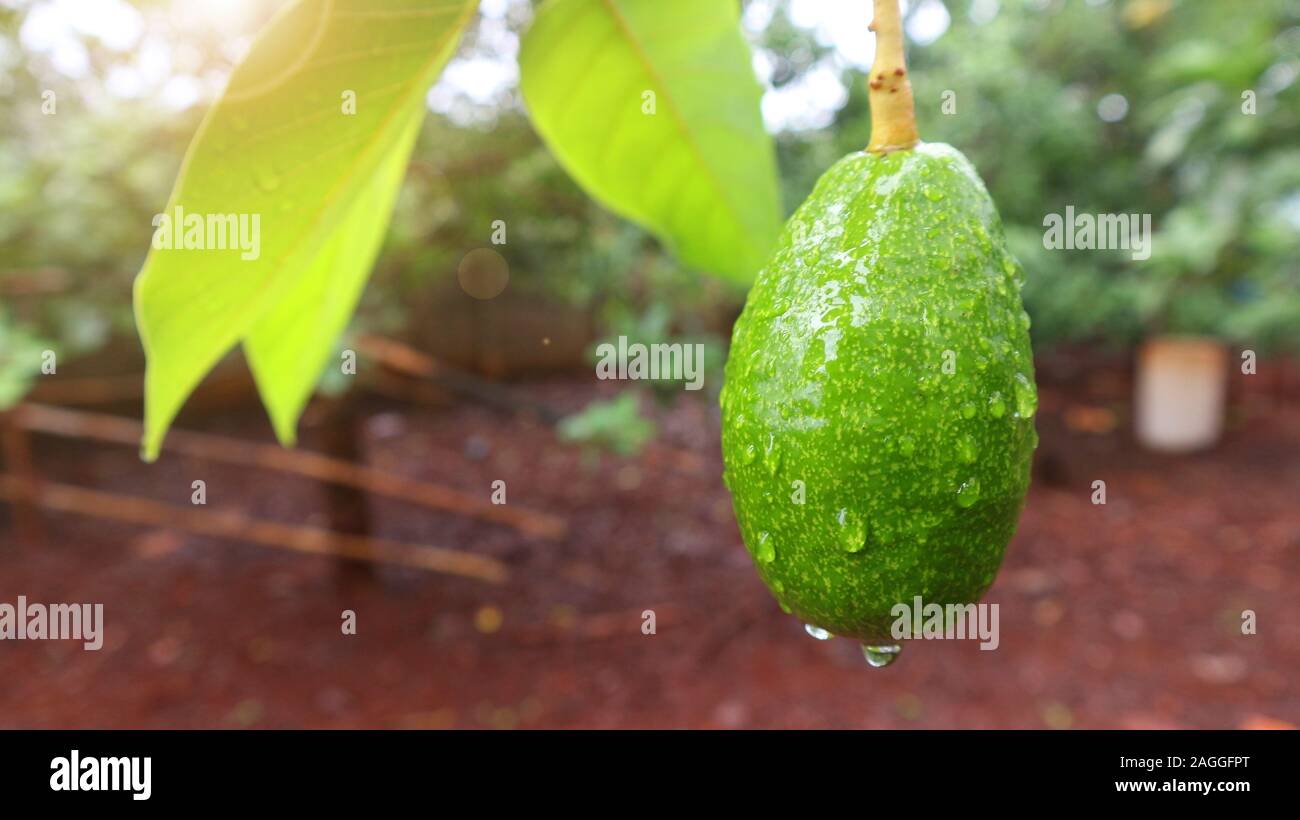 Pear shaped fruit hires stock photography and images Alamy