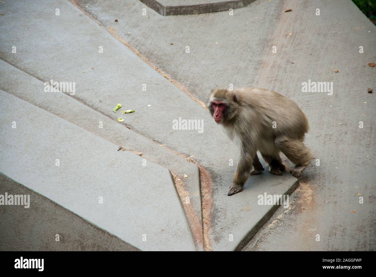 Amsterdam Zoo single baboon take from above Stock Photo