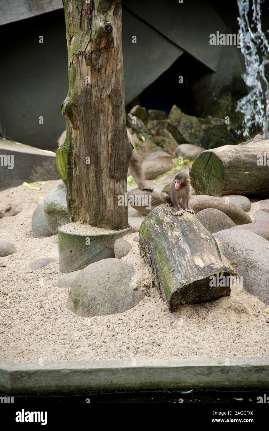 Amsterdam Zoo - Baby monkey in enclosure with another monkey behind tree Stock Photo