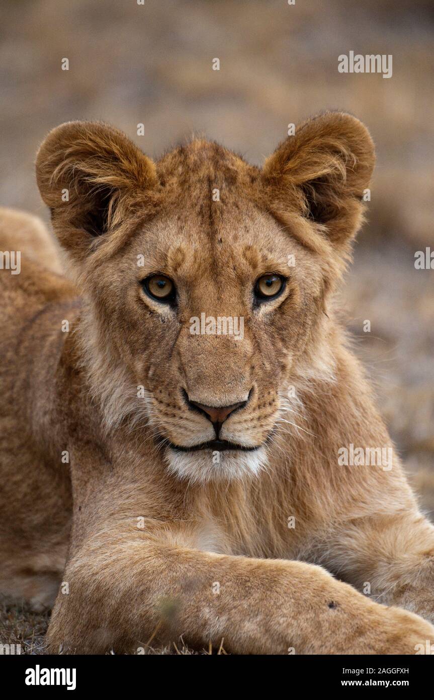 Lioness (Panthera leo), Masai Mara National Reserve, Kenya Stock Photo ...