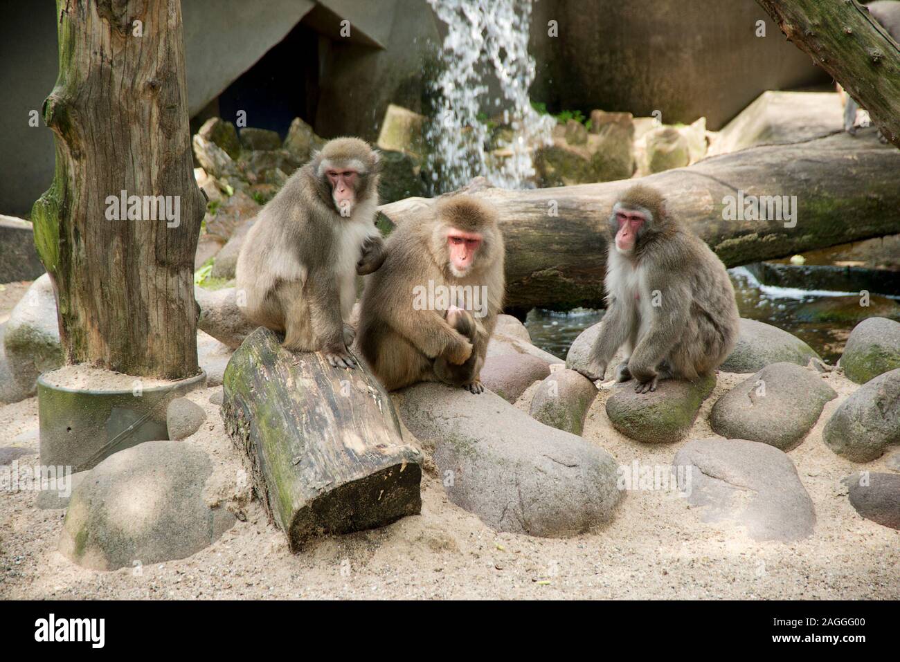 Amsterdam Zoo Three monkeys/baboons in enclosure Stock Photo