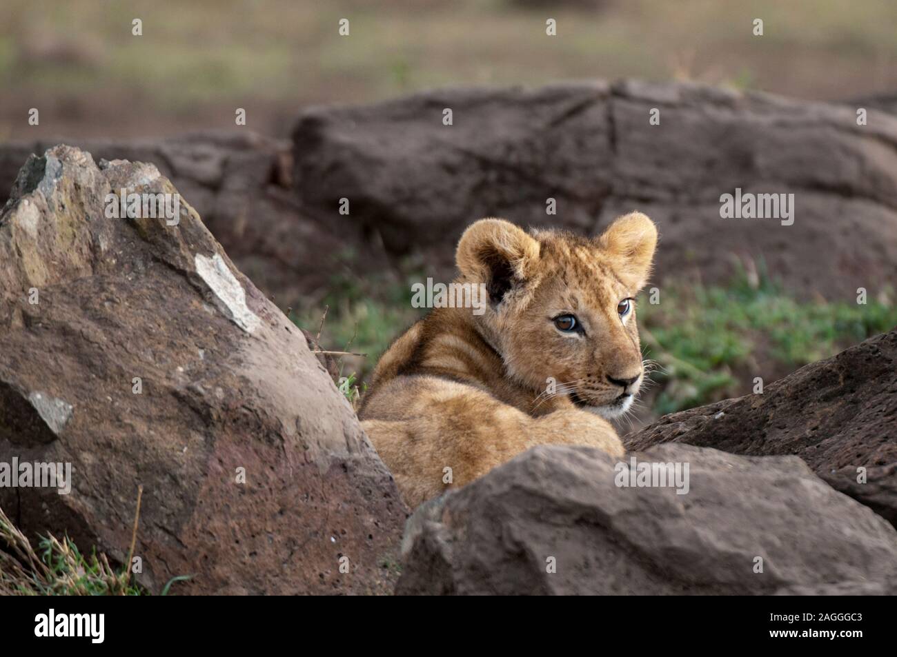 Lion cub (Panthera leo), Masai Mara National Park, Kenya Stock Photo ...