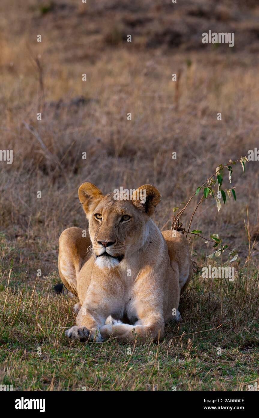 Lioness (Panthera leo), Masai Mara National Park, Kenya Stock Photo - Alamy