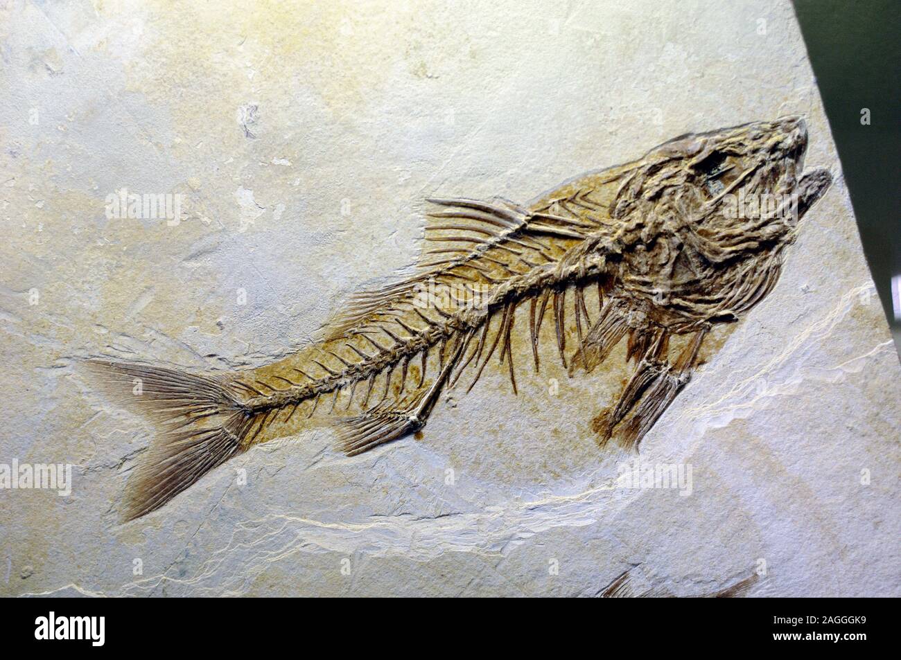 Dapalis macrurus Pregnant Fossil Fish, Oligocene. Extinct Prehistoric Ray-Finned Fish Stock Photo