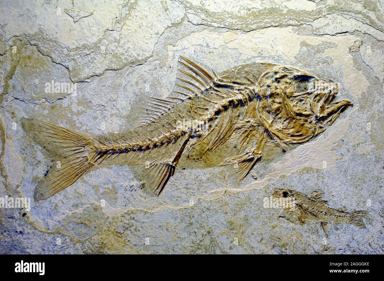 Dapalis macrurus Fossil Fish Oligocene Extinct Prehistoric Ray-Finned Fish Stock Photo