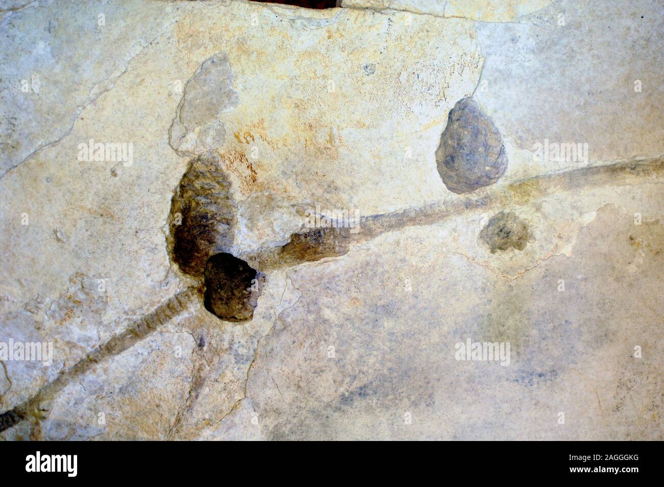 Fossilised Pine with Cones Pinus sp Oligocene or Pine Cone Fossil Stock Photo