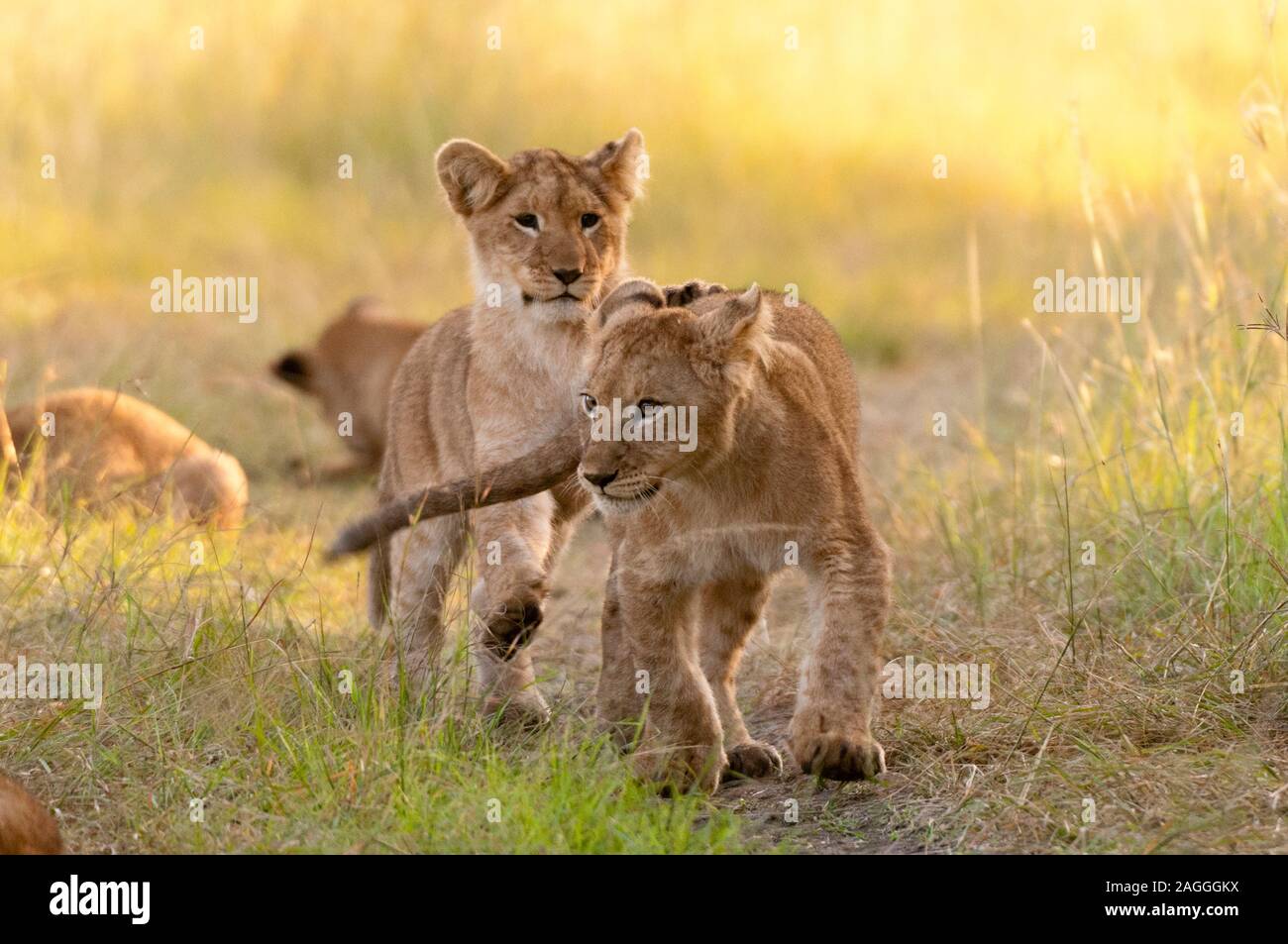 Lion cubs (Panthera leo), Masai Mara National Reserve, Kenya Stock ...