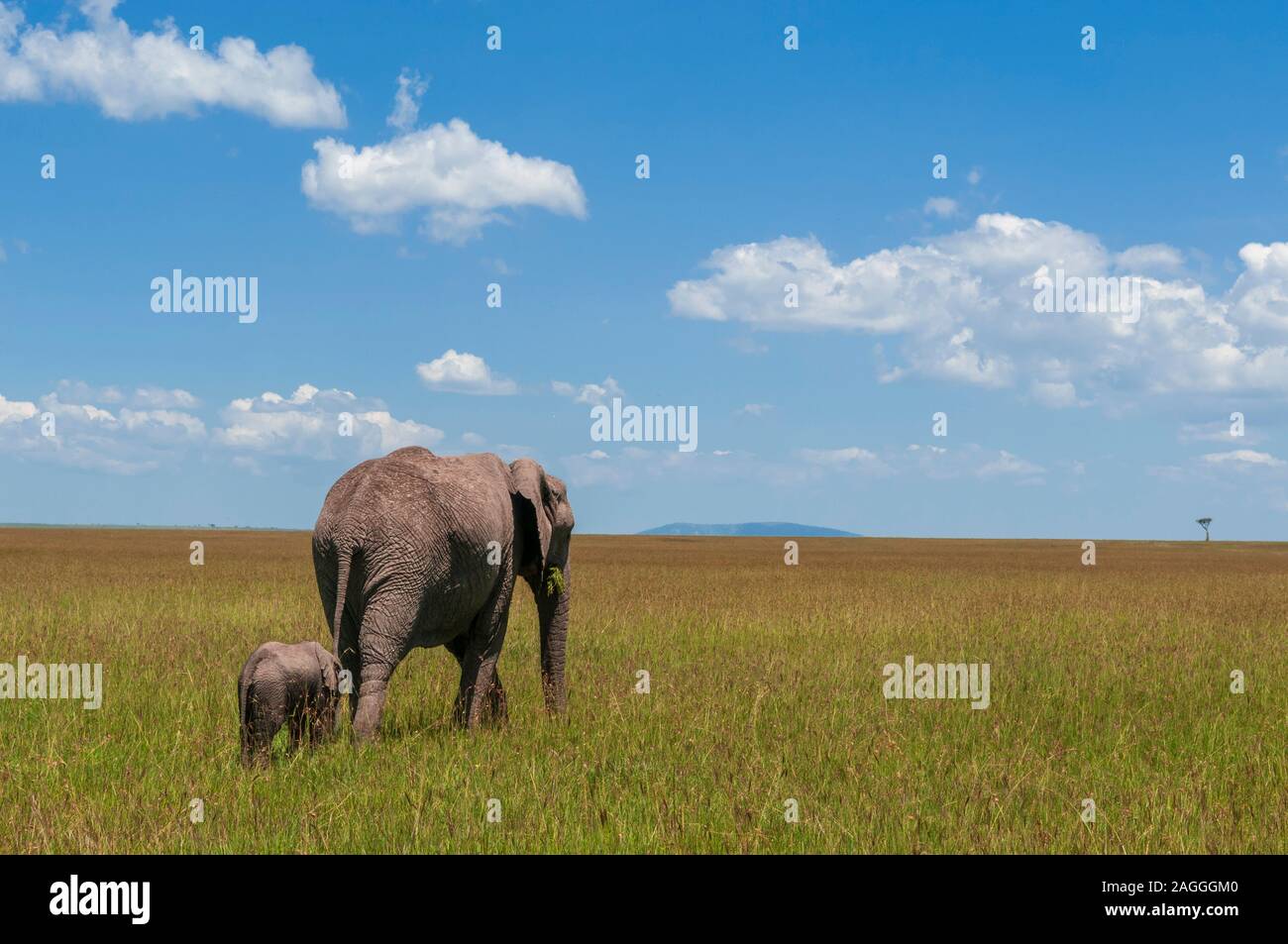 Kenya, masai mara, elephant with calf hi-res stock photography and ...