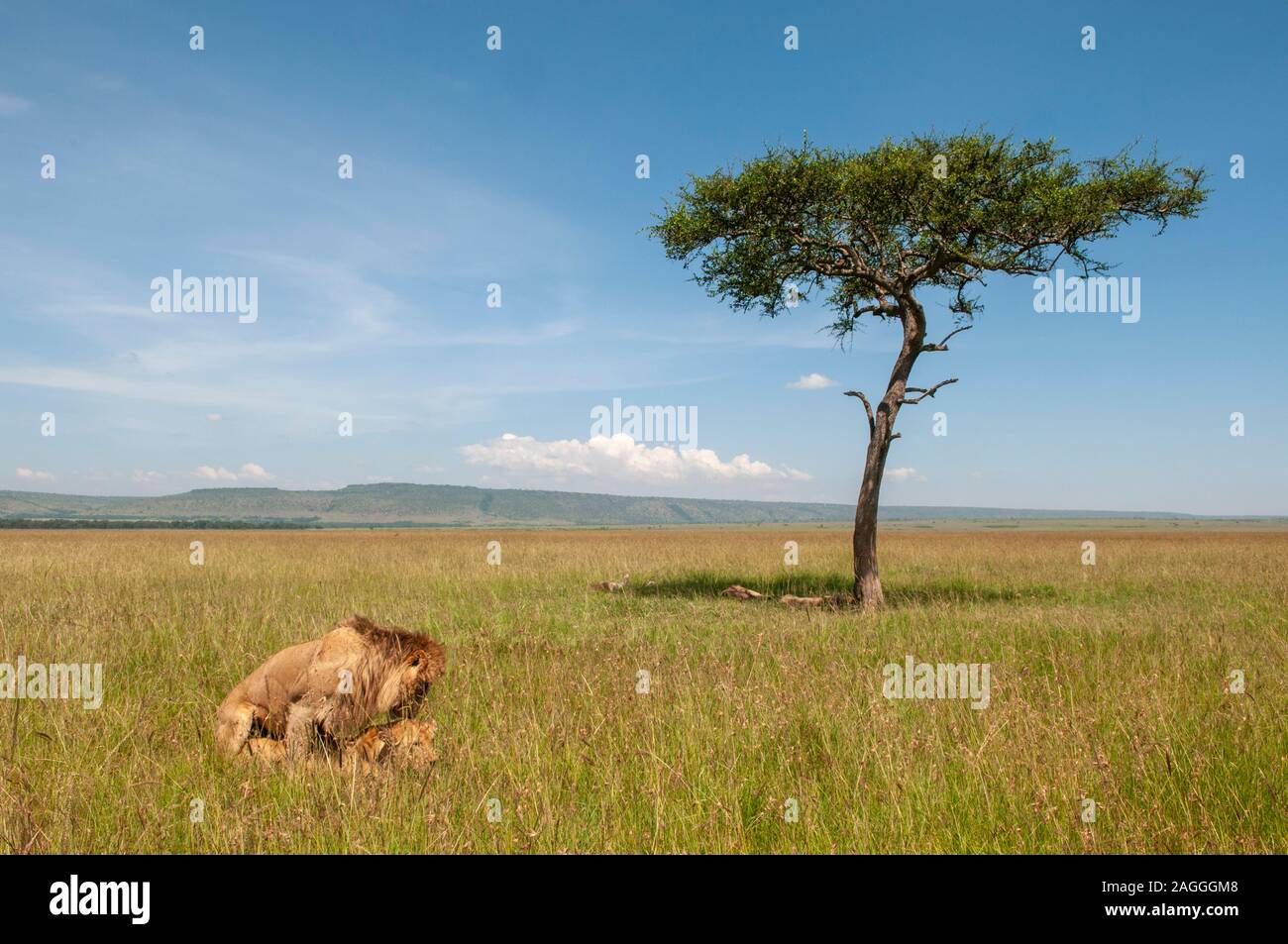 Masai mara reserve lions hi-res stock photography and images - Alamy