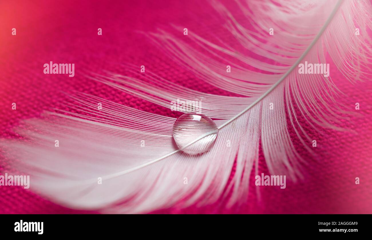 White bird feather on water drop, pink fabric background with bokeh lights Stock Photo