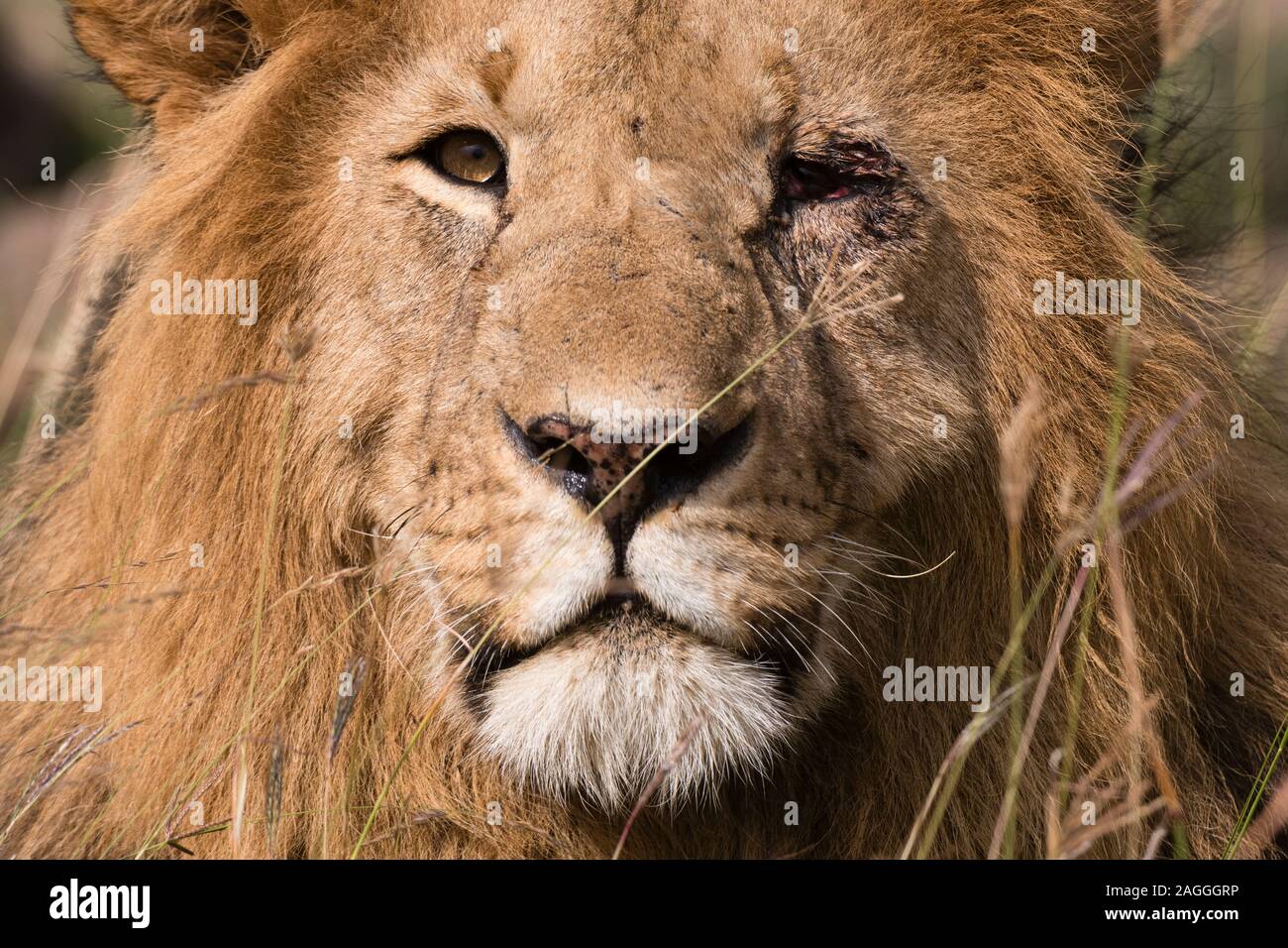Portrait of male lion (Panthera Leo), Masai Mara National Reserve ...
