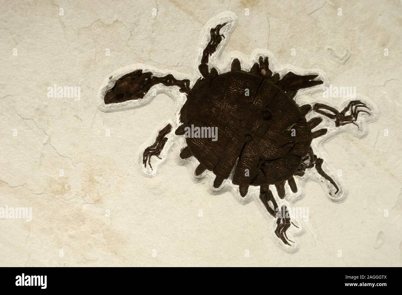 Trionychidae trionix Freshwater Tortoise or Turtle Fossil from Green River Wyoming USA Stock Photo