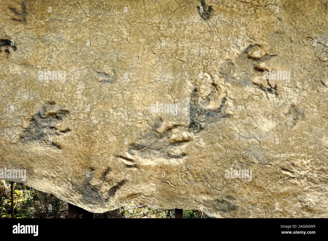 Plateosaurus Dinosaur Fossil Footprints, from Gard Dept France. Plateosaurus or 'broad lizard', a Plateosaurid Dinosaur Stock Photo
