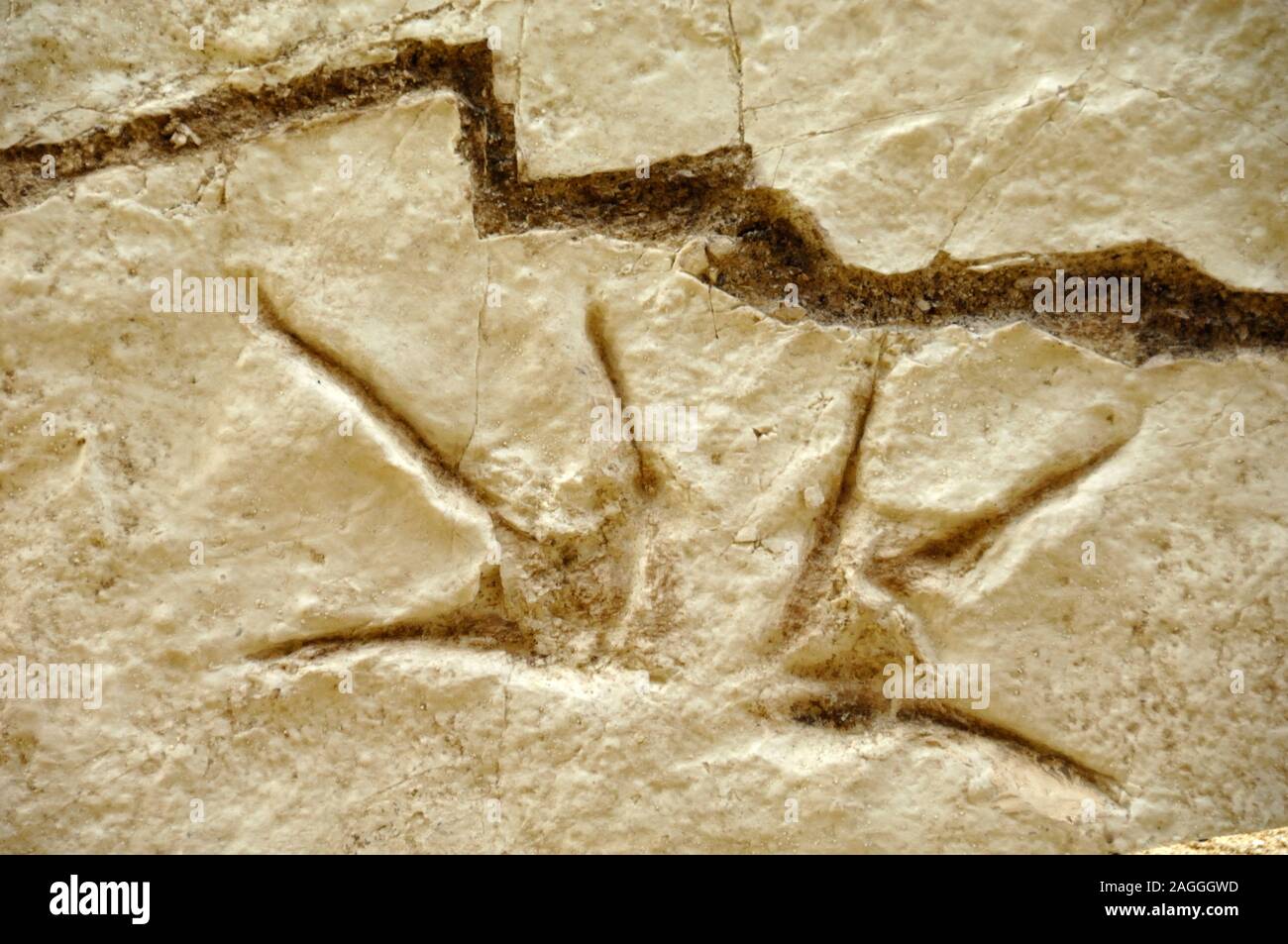 Ornithopsis Dinosaur Footprints, or Bird-like Sauropod Dinosaur Fossil Footprints, from Querbes Millau France Stock Photo