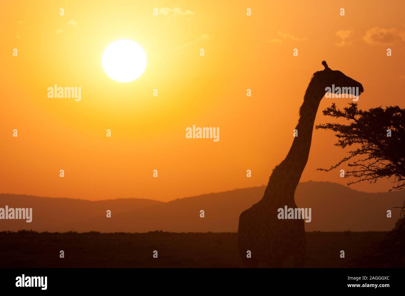 masai-giraffe-giraffa-camelopardalis-at-sunset-masai-mara-national
