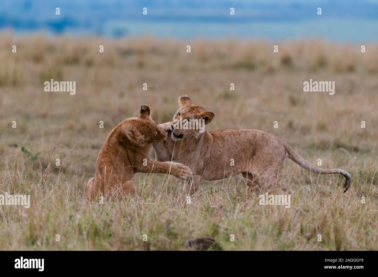 Playful lioness panthera leo hi-res stock photography and images - Alamy