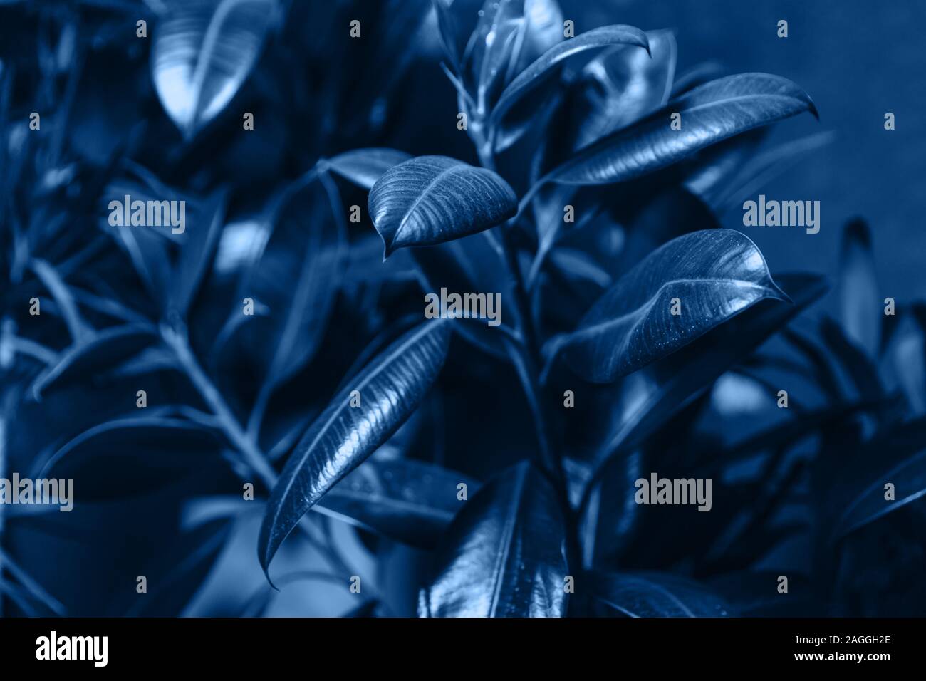 The aspidistra leaves in a classic blue color.The main color of the Year 2020. Stock Photo