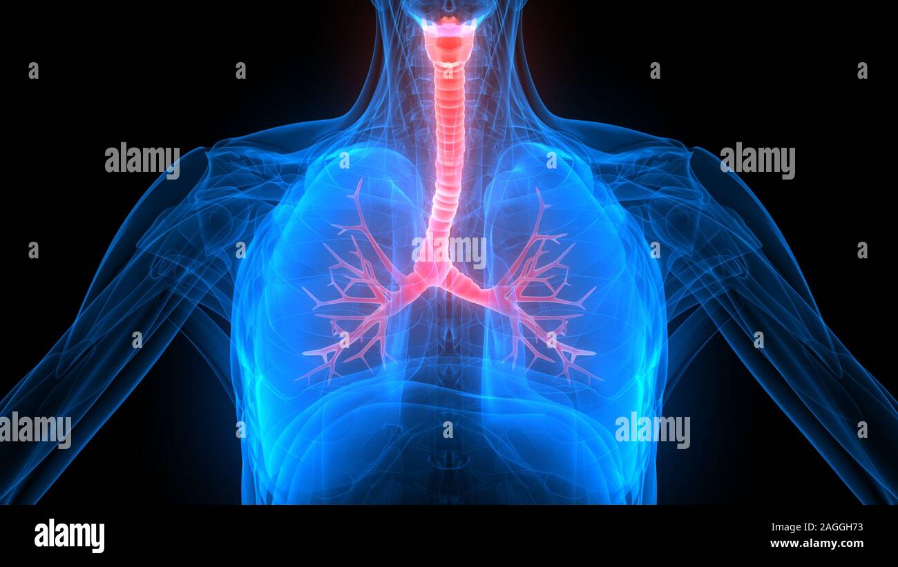 Lungs a Part of Human Respiratory System Anatomy X-ray 3D rendering Stock Photo