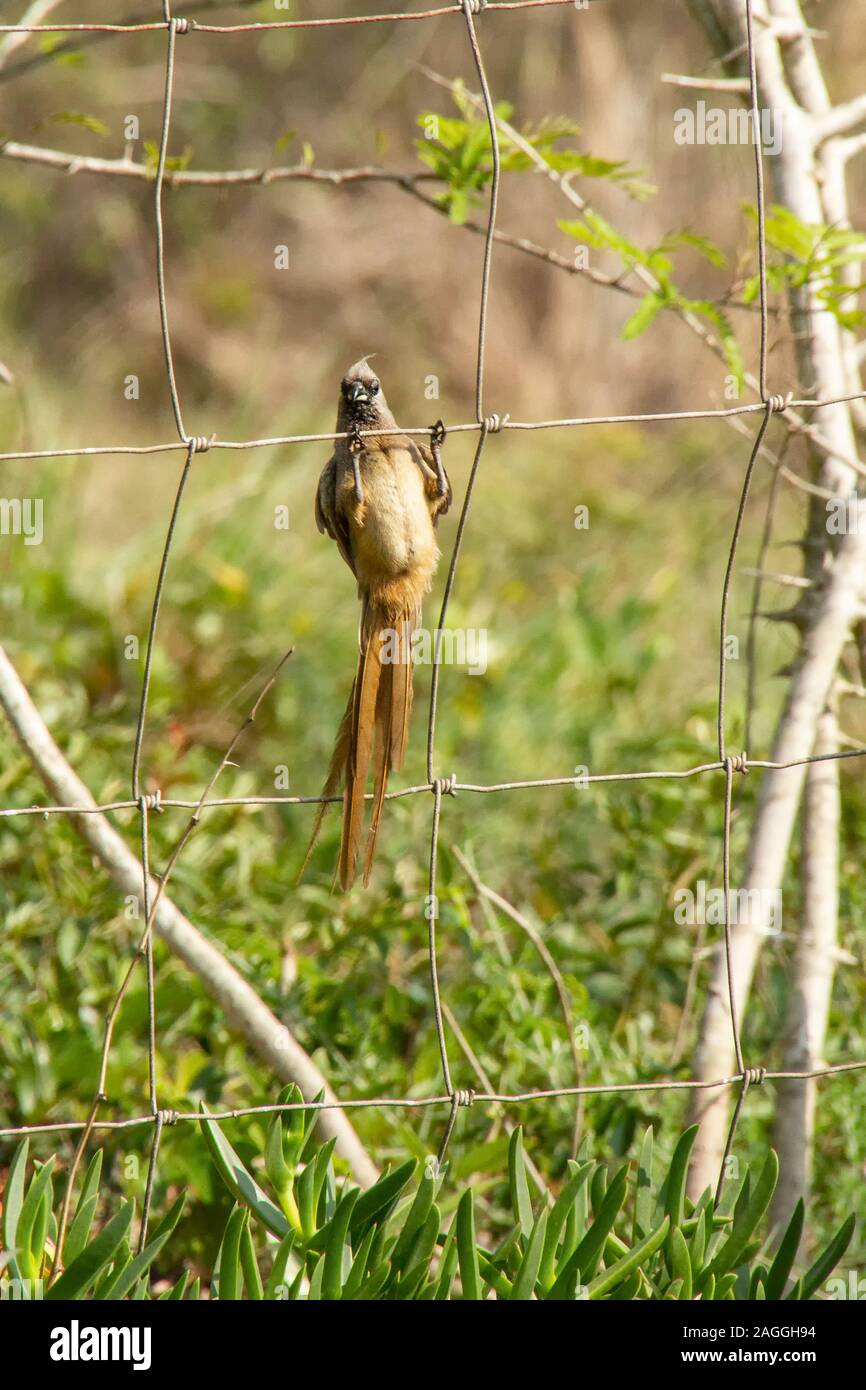 Speckled mousebird clinging to a fence in Sodwana Bay, KZN, South Africa. Stock Photo