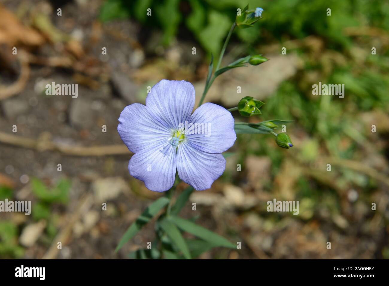 Flax crop egypt hi-res stock photography and images - Alamy