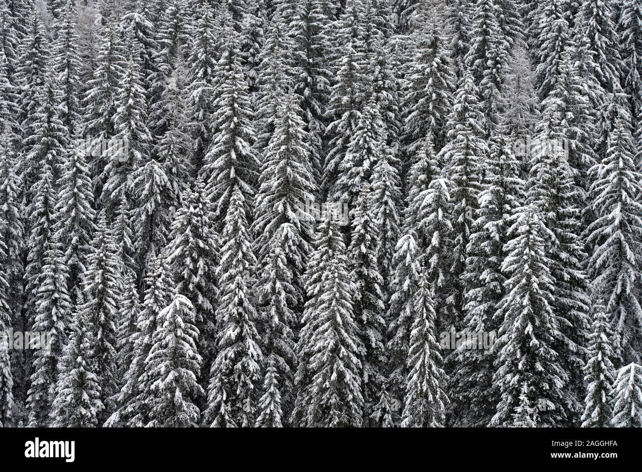 Snow-covered spruces in a forest on a grey winter day, Alta Badia, Dolomites, South Tyrol, Italy Stock Photo