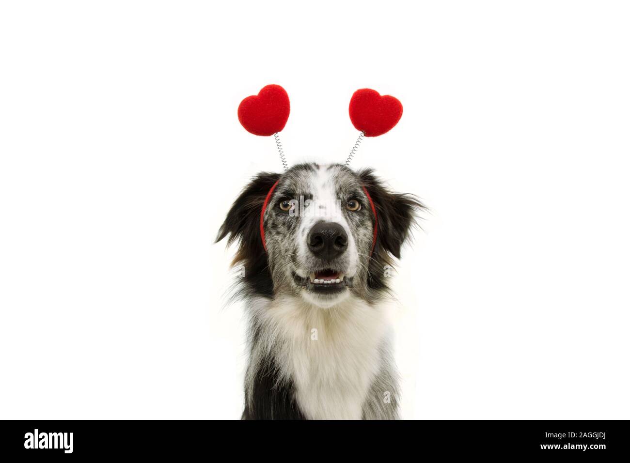 are border collies loving dogs