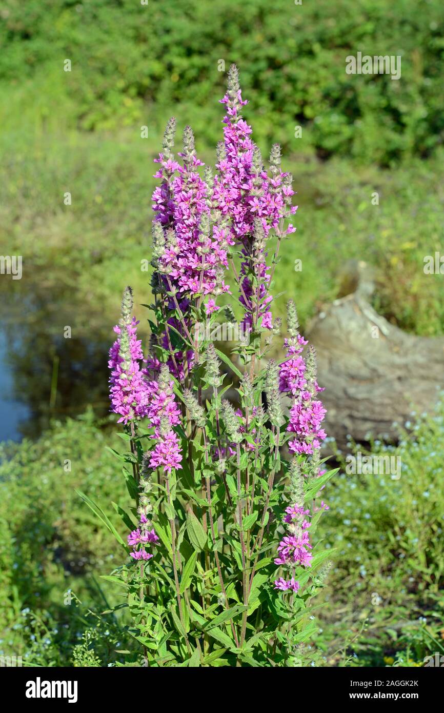 Lythrum salicaria (purple loosestrife) is native to Europe, Asia, northwest Africa, and parts of Australia where it grows in wet meadows and marshes. Stock Photo