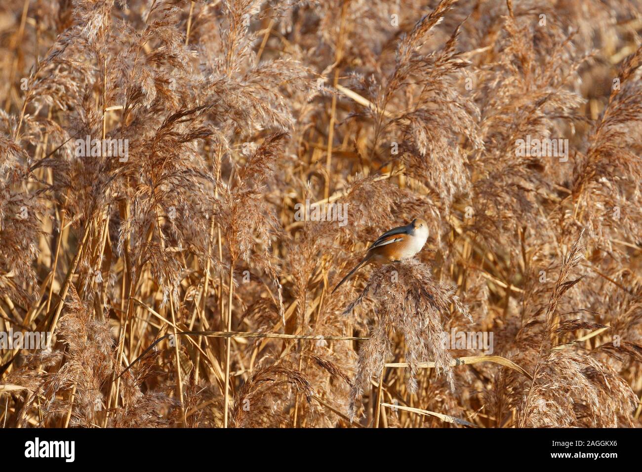 Female bearded reedling frequently known as a bearded tit, Panurus biarmicus feeding on reedbed seed, England, UK. Stock Photo