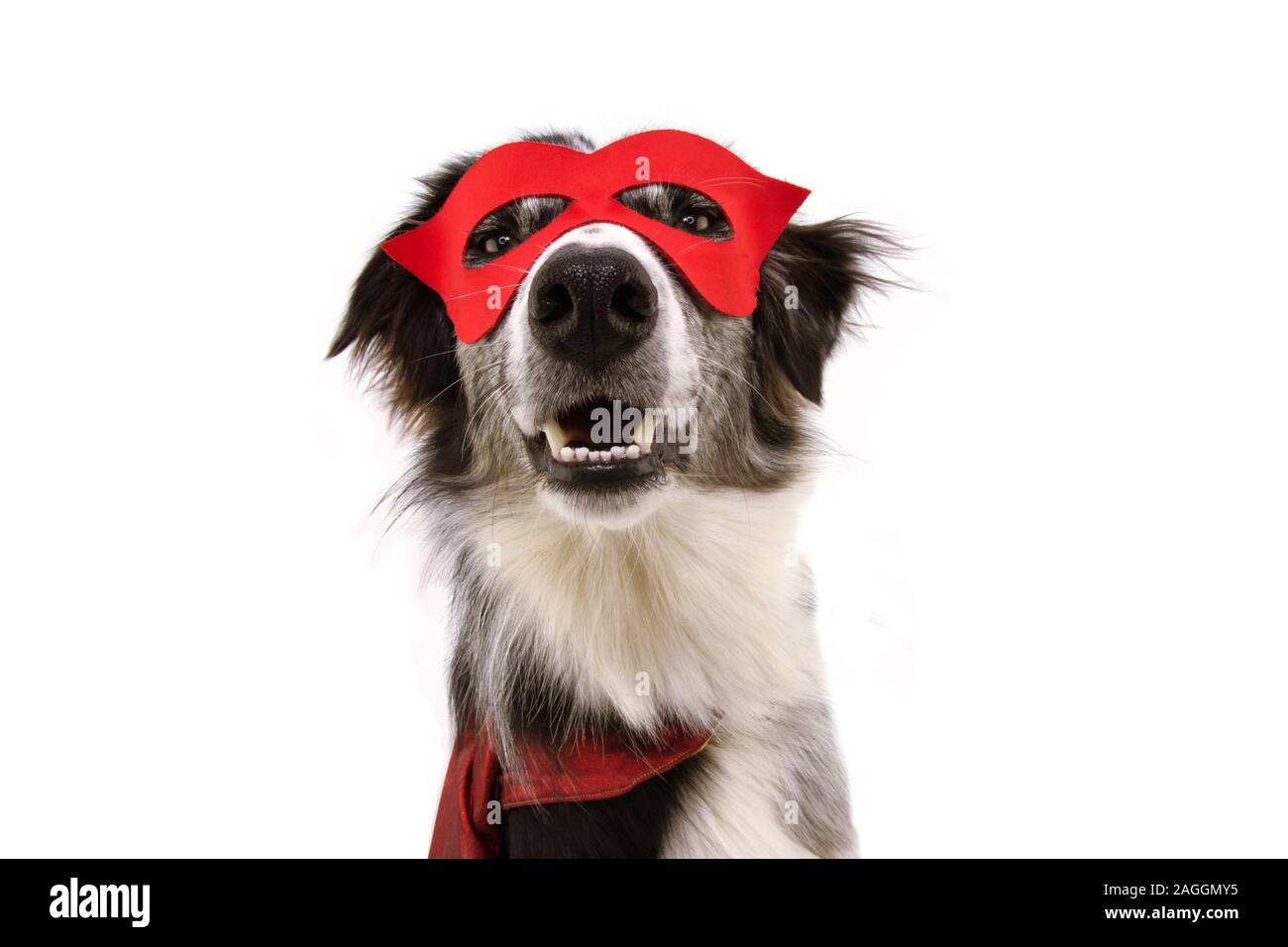 dog pet costume hero red mask and cape costume. carnival or halloween costume. Isolated on white background. Stock Photo