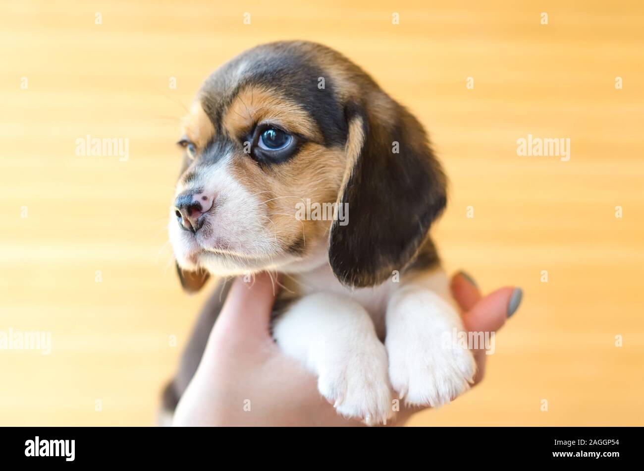 cute beagle puppy head closeup Stock Photo - Alamy