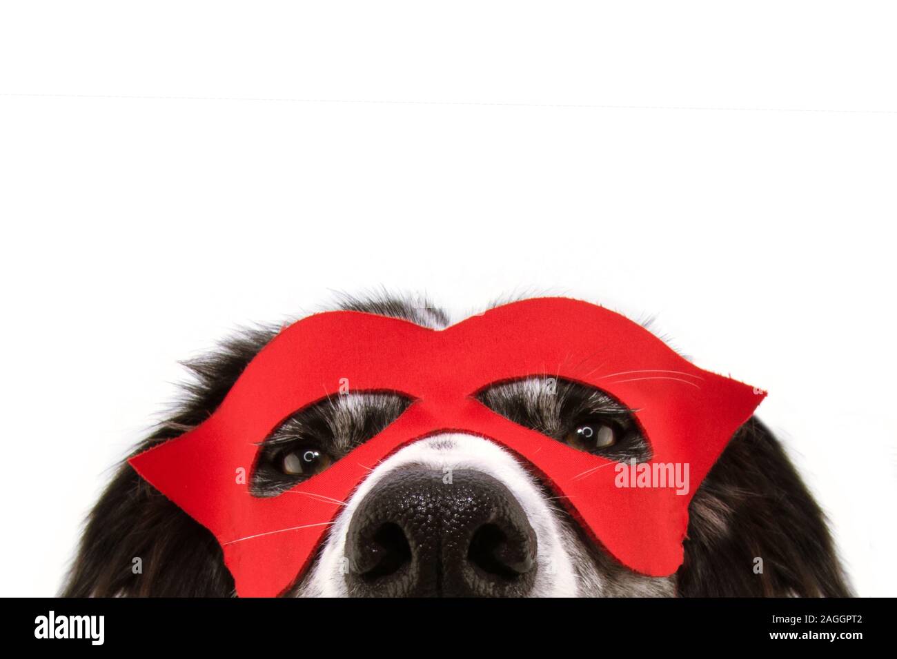 close-up dog pet costume hero red mask and cape costume. carnival or halloween costume. Isolated on white background. Stock Photo