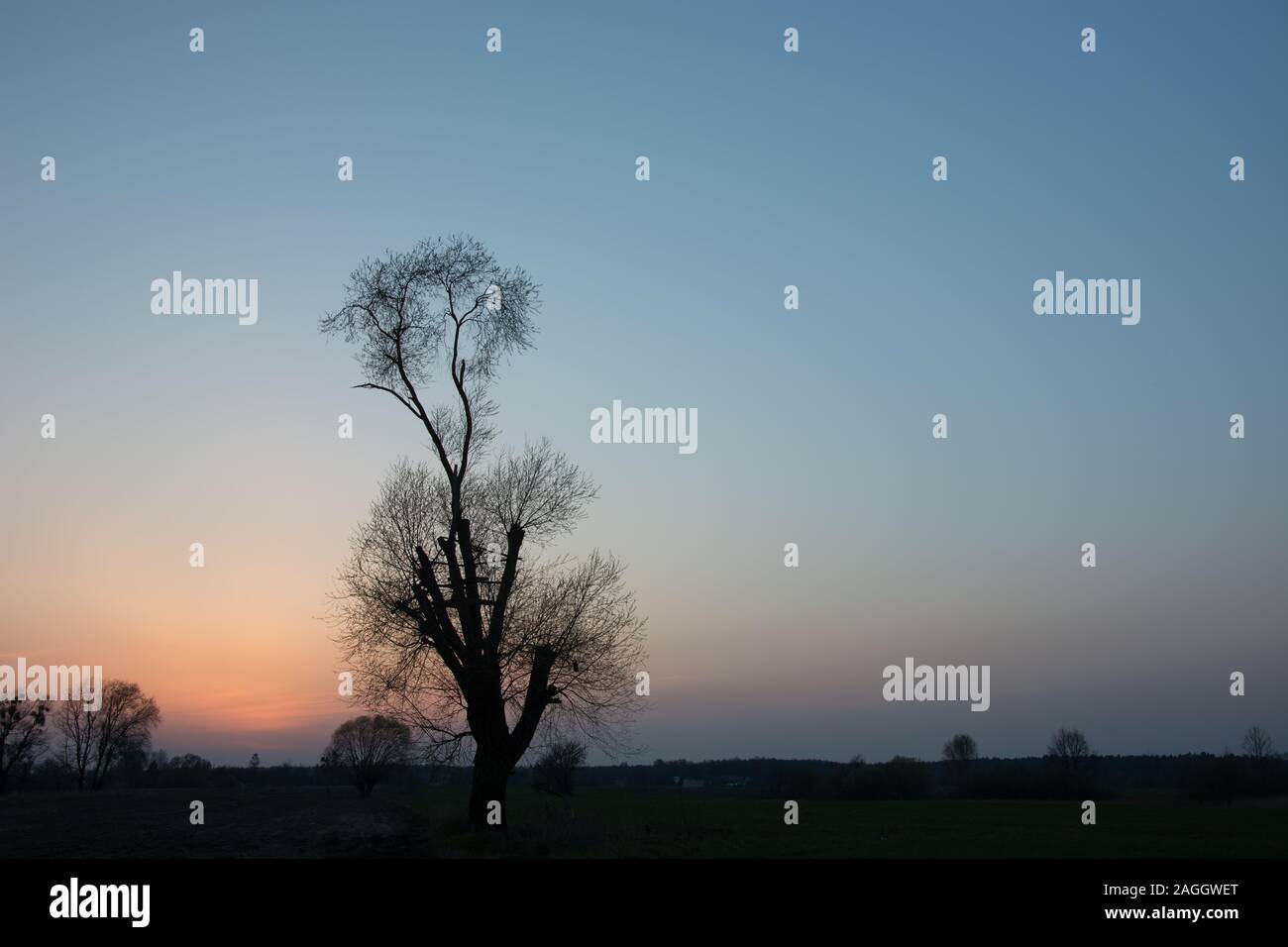 Silhouette leafless tree pink sunset hi-res stock photography and ...