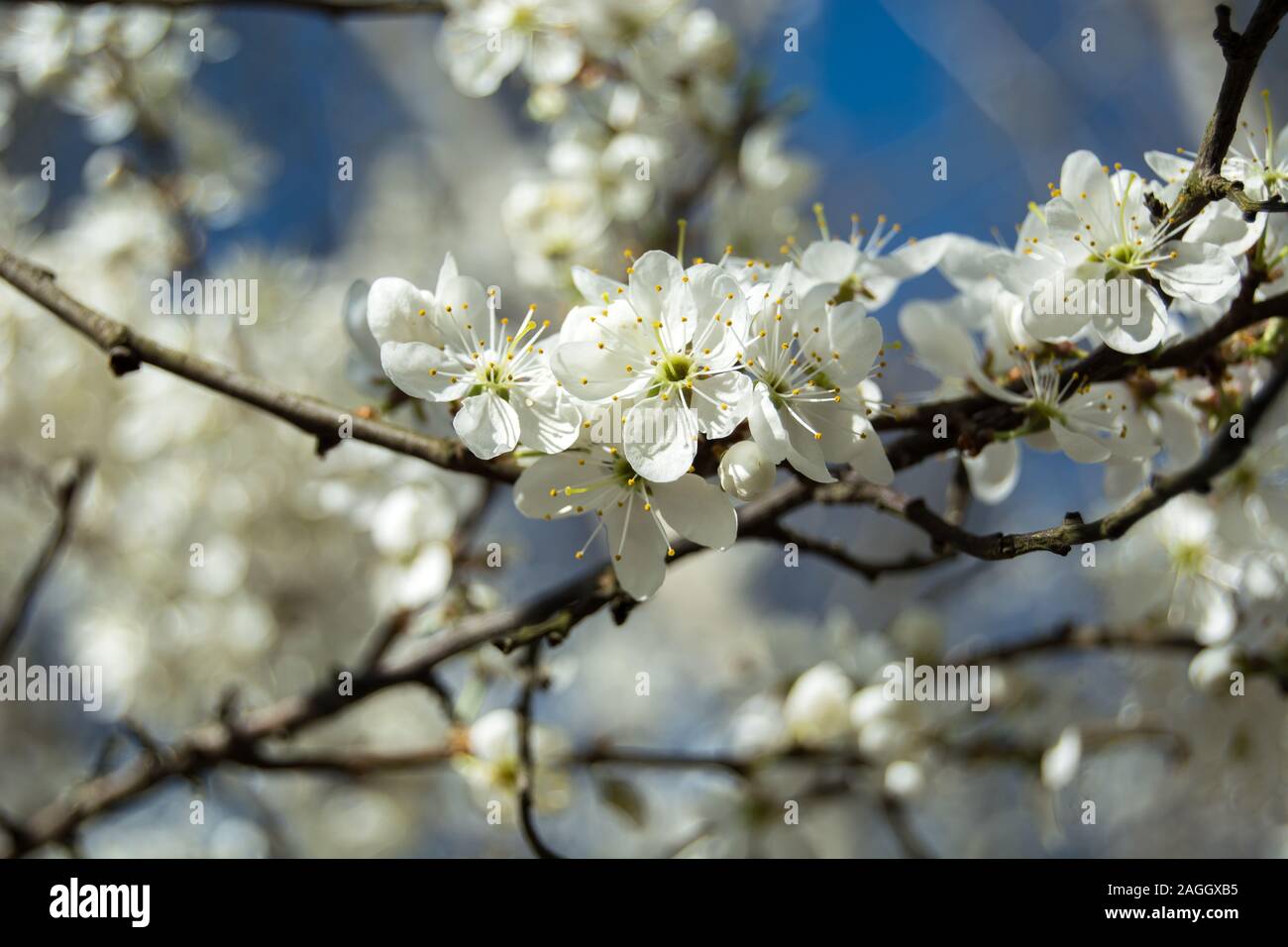 White cherry blossoms hi-res stock photography and images - Alamy