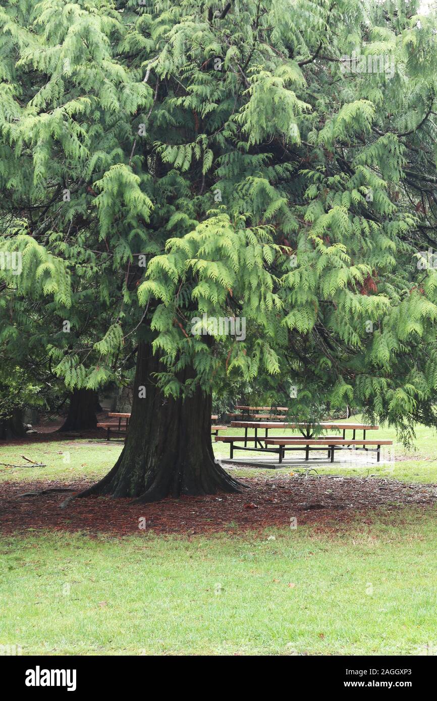 empty picnic table under a giant red cedar tree Stock Photo
