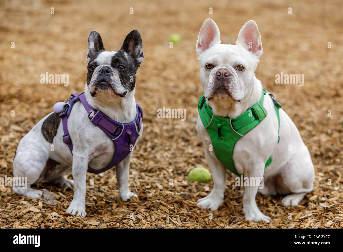 French Bulldog and Boston Terrier brother (right) and sister (left Stock Photo - Alamy