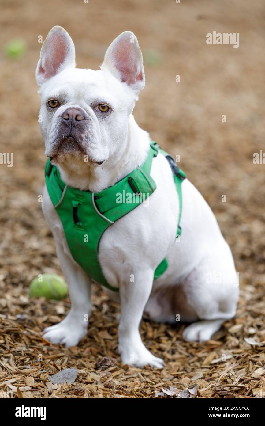 French bulldog boston terrier mix hi-res stock photography and images -  Alamy