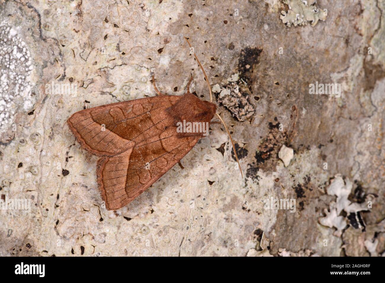 Rosy Rustic Moth (Hydraecia micacea) resting on tree trunk, wales, August Stock Photo
