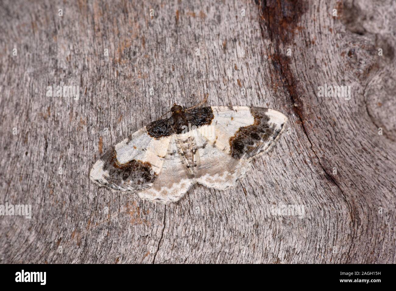 Scorched Carpet Moth (Ligdia adustata) resting on wood, Wales, July Stock Photo