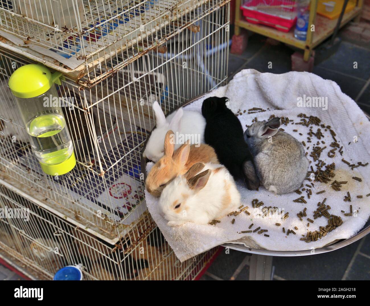 Doha, Qatar. Selling chinchillas on Souq Waqif - marketplace for selling traditional garments. Stock Photo