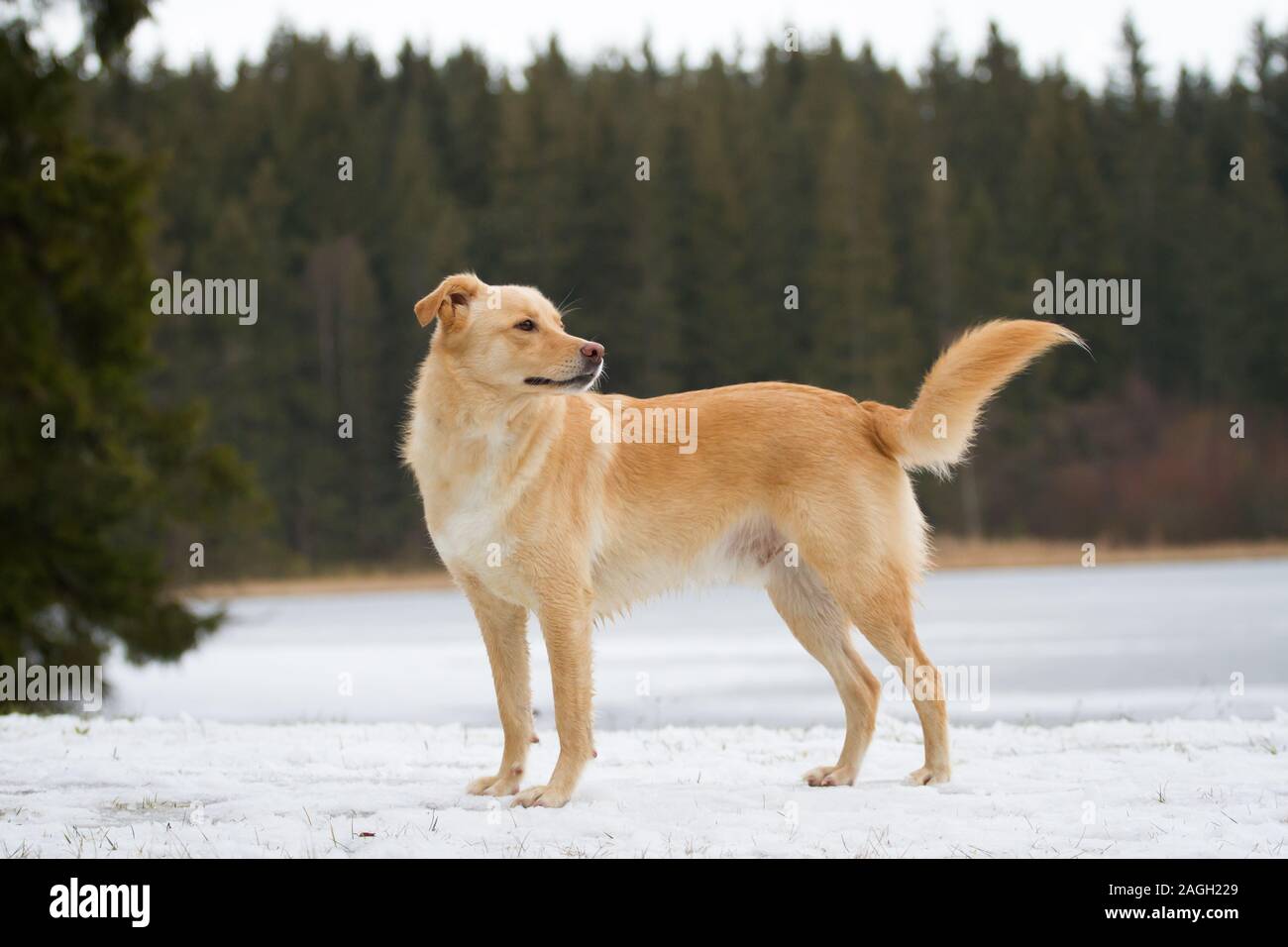 Mixbreed dog standing, from the side Stock Photo
