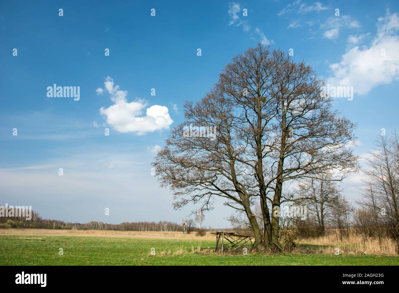 A huge tree growing in the meadow and clouds in the sky - spring view Stock Photo