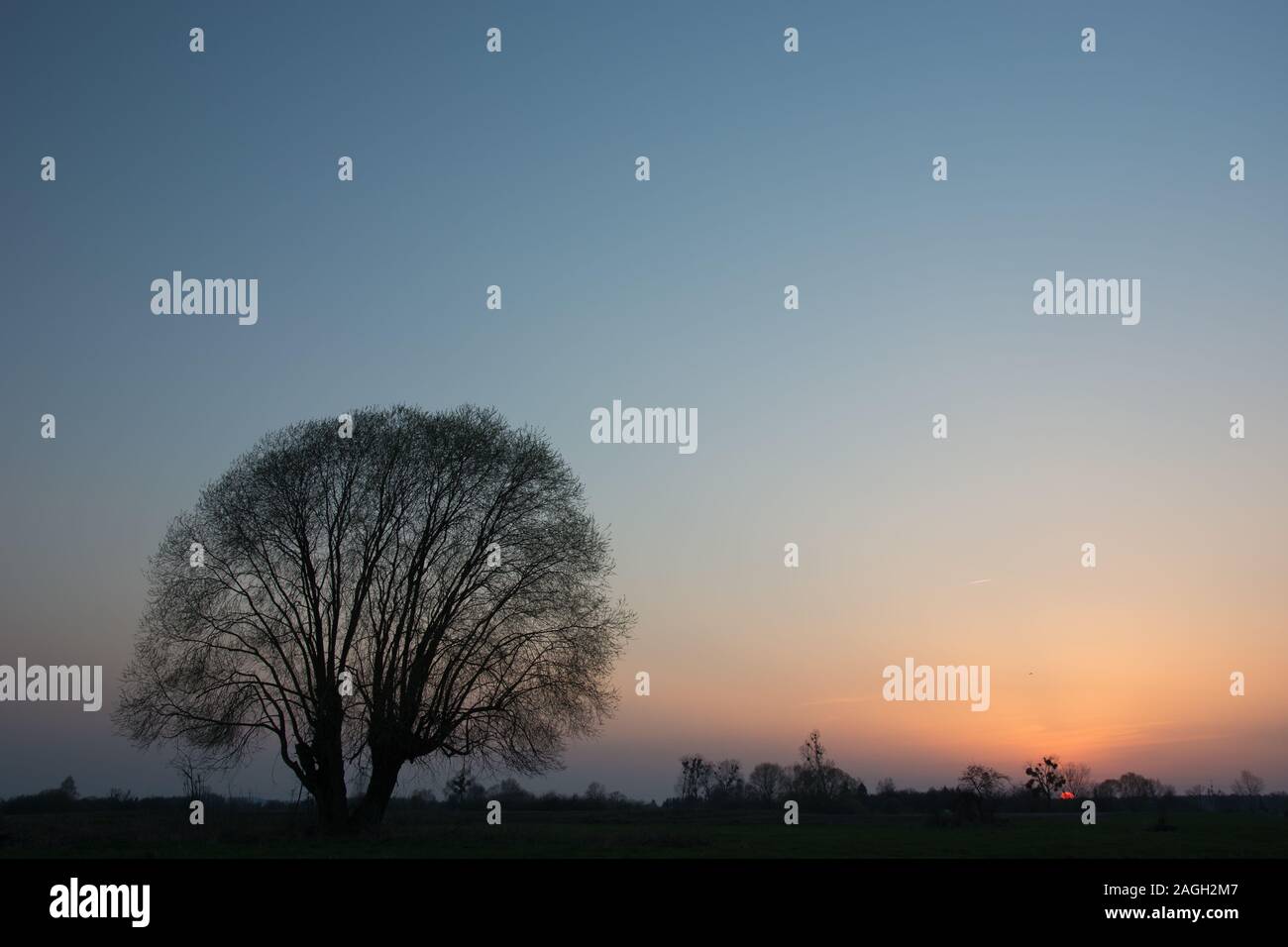 Leafless tree view hi-res stock photography and images - Alamy