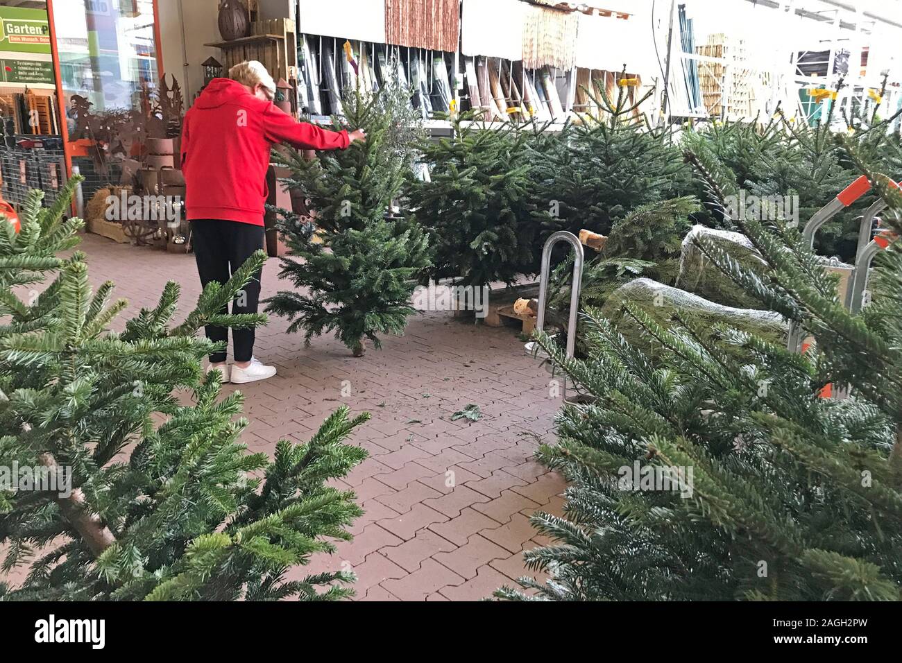 Munich, Germany. 19th Dec, 2019. A customer examines and buys Christmas tree in a hardware store. Christmas trees are for sale, Christmas tree, Christmas trees, Christmas tree, Christmas tree, fir tree, | usage worldwide Credit: dpa/Alamy Live News Stock Photo