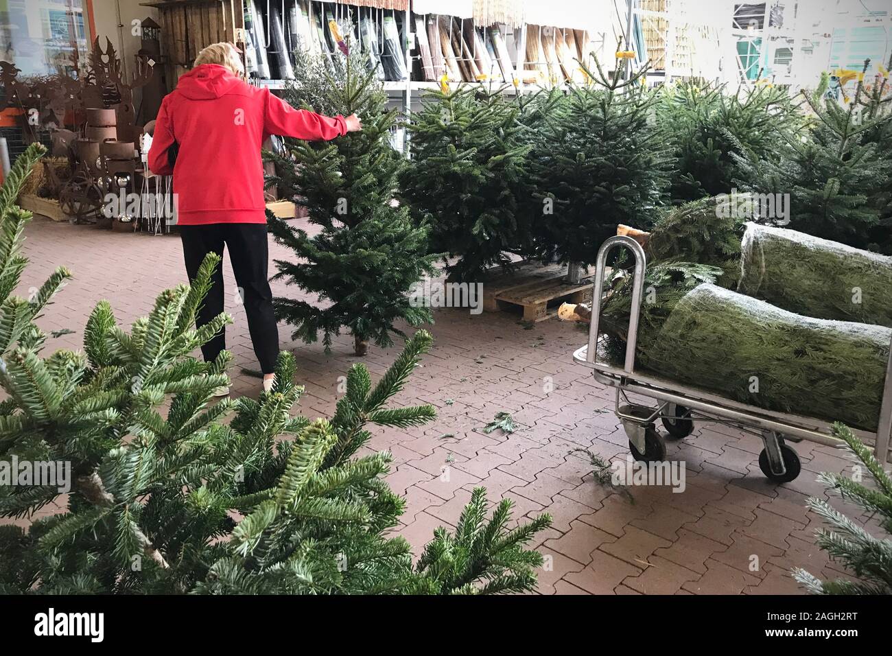 Munich, Germany. 19th Dec, 2019. A customer examines and buys Christmas tree in a hardware store. Christmas trees are for sale, Christmas tree, Christmas trees, Christmas tree, Christmas tree, fir tree, | usage worldwide Credit: dpa/Alamy Live News Stock Photo