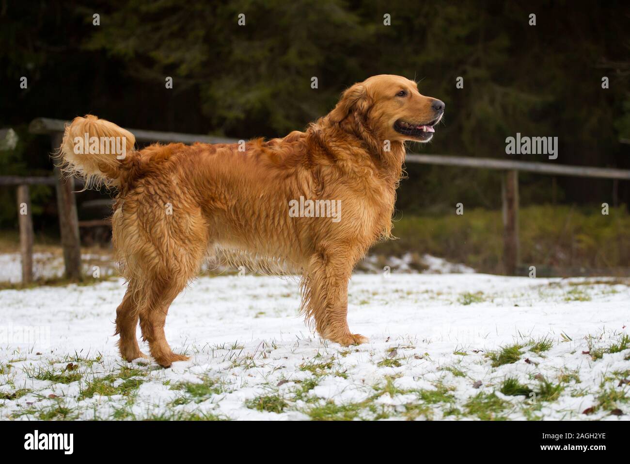 Golden Retriever dog standing in the snow Stock Photo - Alamy